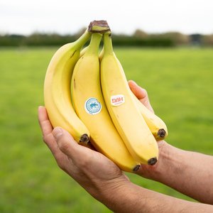 Products: Bananas - Wilsons Vegetables