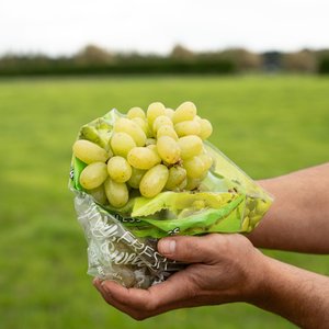 Products: Grapes - Wilsons Vegetables