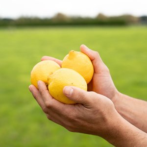 Lemons - Wilsons Vegetables