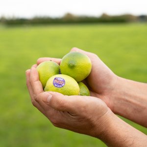 Limes - Wilsons Vegetables