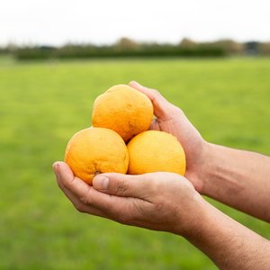 Products: Oranges - Wilsons Vegetables