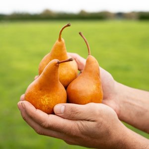 Pears - Wilsons Vegetables