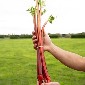 Rhubarb - Wilsons Vegetables