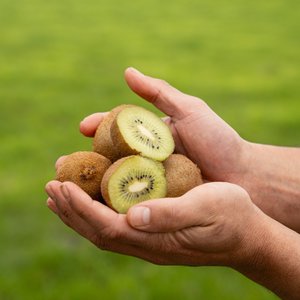 Kiwifruit - Wilsons Vegetables
