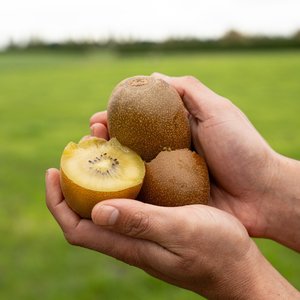 Kiwifruit Gold - Wilsons Vegetables