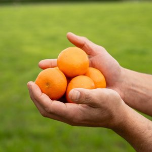 Mandarins - Wilsons Vegetables