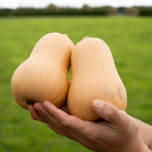 Products: Butternut - Wilsons Vegetables