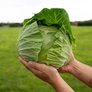 Cabbage - Wilsons Vegetables