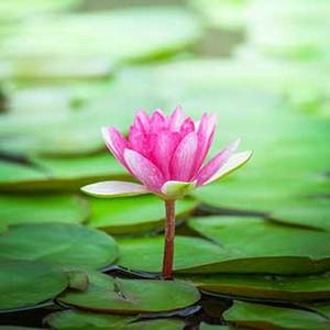 Products: Gift Vouchers