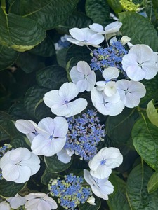 Great Barrier Island Garden Tour Nov 27th-29th 2026 Women's Adventure NZ
