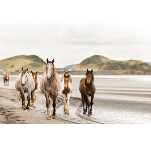 Products: Wild Stroll No.2 - Wonderbird - Photography & Design Studio