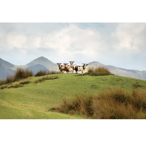 Products: Winter's Guests - Wonderbird - Photography & Design Studio