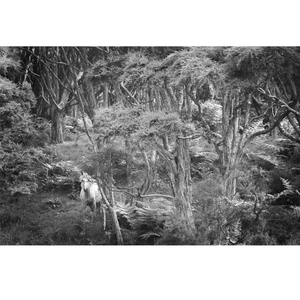 Products: Ghost Horse (Black & White) - Wonderbird - Photography & Design Studio