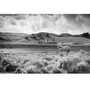 Products: Wetland Mare - Wonderbird - Photography & Design Studio