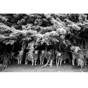 Products: Shade Gazing - Wonderbird - Photography & Design Studio