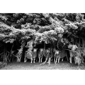 Products: Shade Gazing - Wonderbird - Photography & Design Studio