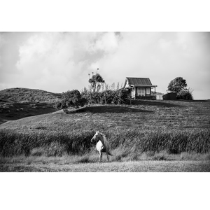 Products: Palomino - Wonderbird - Photography & Design Studio