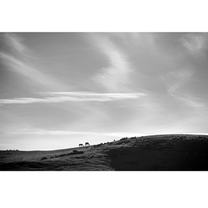 Products: Sky Grazing - Wonderbird - Photography & Design Studio