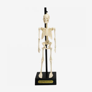 Anatomical Skeleton Educational Model