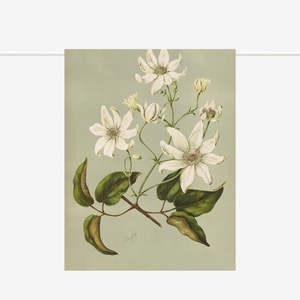 Drink Serve: Tea Towel | Clematis Indivisa
