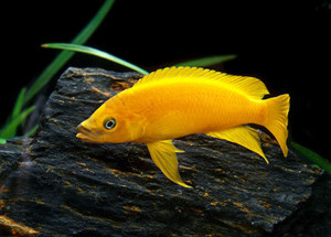 Products: Neolamprologus leleupi