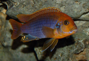 Rusty Cichlid African Cichlid