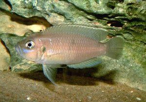 Neolamprologus Brevis