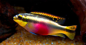 Kribensis