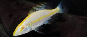 Albino Eyebiter Compressiceps