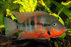 Products: Firemouth Cichlid