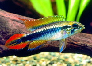 Apistogramma Agassizii 'Double Red