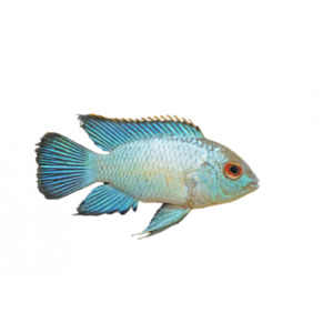 Products: Electric Blue Acara