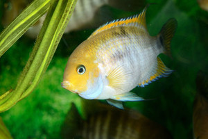 Products: T-Bar Cichlid
