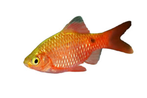 Products: Rosy Barb