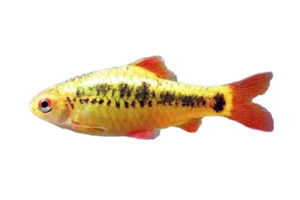 Golden Barb
