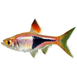 Products: Harlequin Rasbora