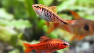 Cherry Barb