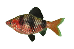 Black Ruby Barb