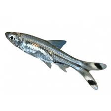 Scissortail Rasbora