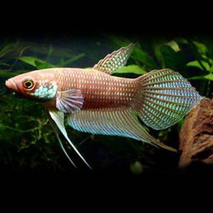 Products: Betta Pugnax