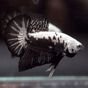 Products: Black Samurai Betta - Male