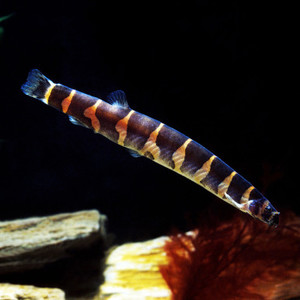 Products: Kuhli Loach