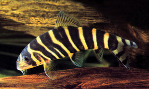 Dario Loach