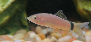Products: Skunk Loach