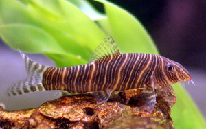 Striata Loach