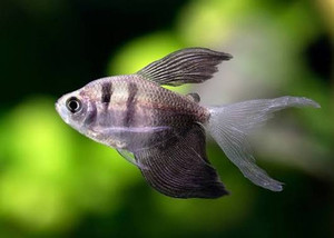 Longfin Black Widow Tetra