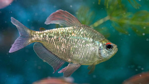 Diamond Tetra