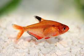 Products: Serpae Tetra