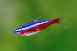 Products: Cardinal Tetra