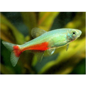 Green Fire Tetra